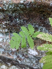 Phegopteris connectilis