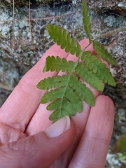 Phegopteris connectilis