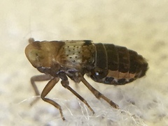 Conomelus anceps