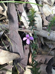 Tetratheca ericifolia