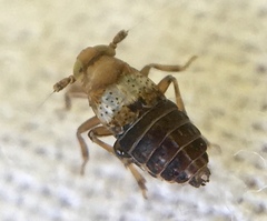 Conomelus anceps