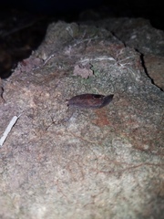 Parmacochlea