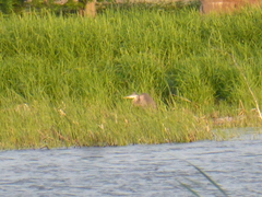 Ardea herodias