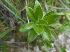 Rhododendron hirsutum