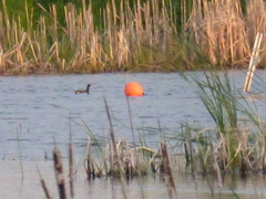 Gallinula galeata