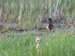 Anas platyrhynchos
