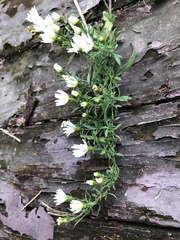 Symphyotrichum pilosum pilosum