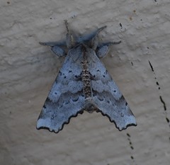 Olceclostera seraphica