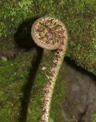 Blechnum triangularifolium