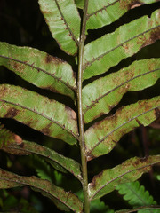 Blechnum triangularifolium