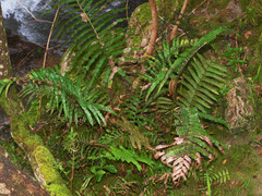 Blechnum triangularifolium