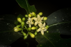 Triflorensia cameronii