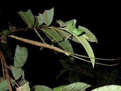 Nesiophasma