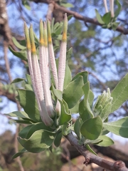 Agelanthus natalitius