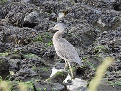 Nyctanassa violacea