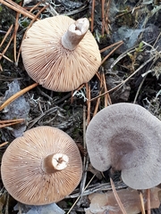 Lactarius mammosus