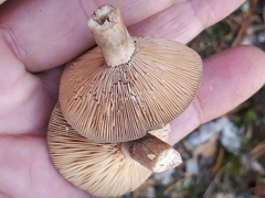 Lactarius mammosus
