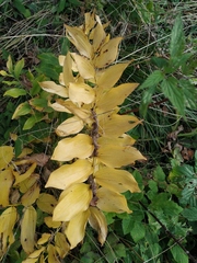 Polygonatum × hybridum