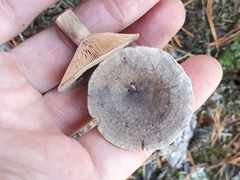 Lactarius mammosus