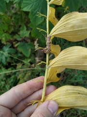 Polygonatum × hybridum