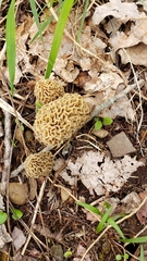 Morchella esculenta
