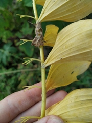 Polygonatum × hybridum