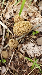Morchella esculenta