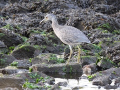 Nyctanassa violacea