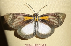 Cabirus procas