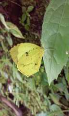 Abaeis xantochlora xantochlora