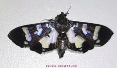Desmia bajulalis