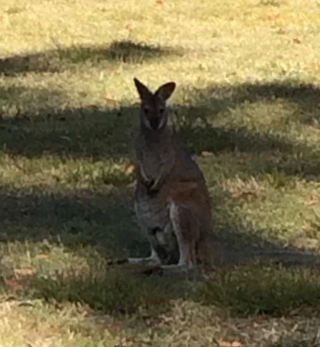 Red-necked Wallaby