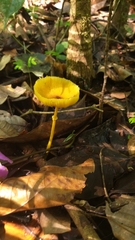 Leucocoprinus brunneoluteus