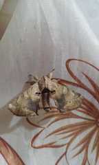 Apatelodes torrefacta