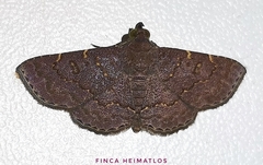 Antiblemma concinnula