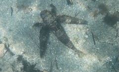 Dactylopterus volitans