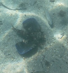 Dactylopterus volitans