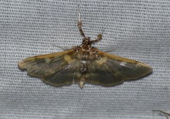 Apilocrocis brumalis