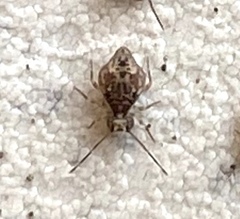 Ptenothrix renateae