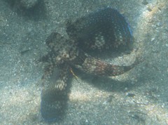Dactylopterus volitans
