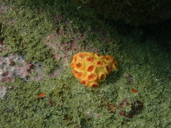 Scleractinia