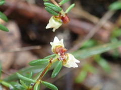 Cryptandra tomentosa