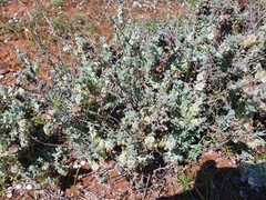 Maireana trichoptera