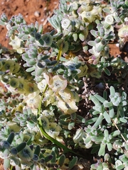 Maireana trichoptera