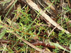 Cryptandra tomentosa