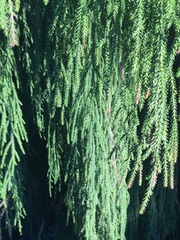 Dacrydium