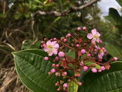 Miconia thomasiana