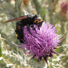 Megascolia maculata flavifrons