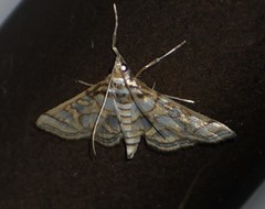 Pseudopyrausta santatalis