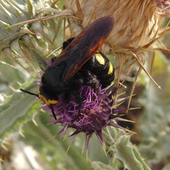 Megascolia maculata flavifrons